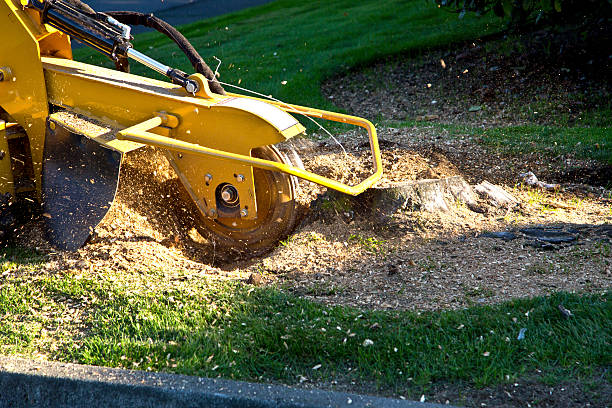 How Our Tree Care Process Works  in Lacey, WA